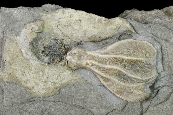 Fossil Crinoid (Dichocrinus) - Gilmore City, Iowa #157215